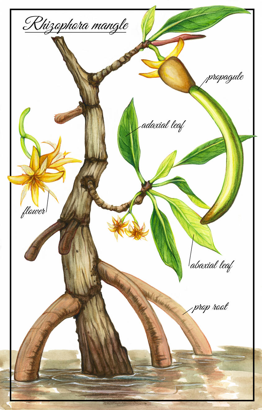 The Rascally Red Mangrove The Rascally Red Mangrove